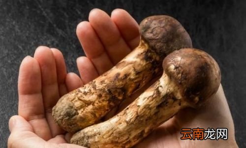 松茸营养价值真的那么高吗