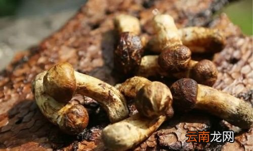 松茸营养价值真的那么高吗
