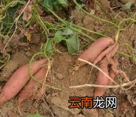 紫薯和红薯哪个更减肥
