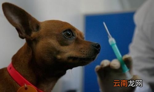 轻微抓伤要打狂犬疫苗吗