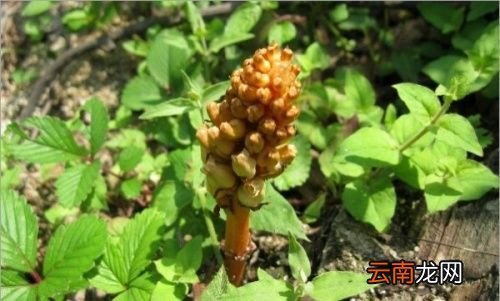 女人吃天麻有哪些好处