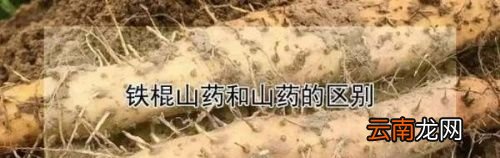 铁棍山药和普通的山药有区别吗