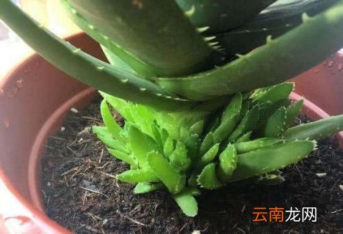 芦荟什么时候移栽比较合适
