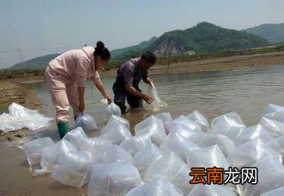 季精养分别在3-4月投苗喂养但需要注意事项