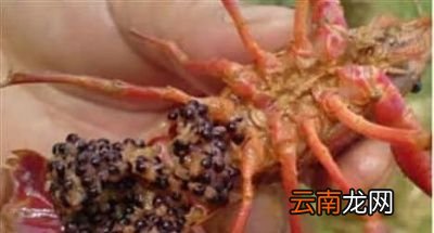 季精养分别在3-4月投苗喂养但需要注意事项