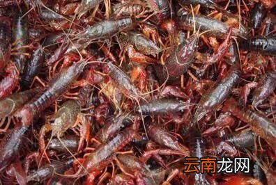 季精养分别在3-4月投苗喂养但需要注意事项