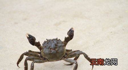 螃蟹冰箱冷冻能放几天