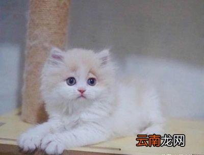 可以用小吸尘器把猫咪耳螨吸出来吗要注意什么