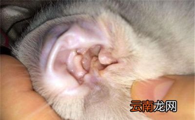 可以用小吸尘器把猫咪耳螨吸出来吗要注意什么