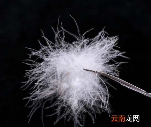 羽绒服蓬松度多少最好