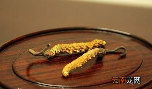 冬虫夏草什么季节的好