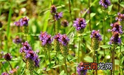 夏枯草为什么越来越少了