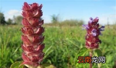 夏枯草为什么越来越少了