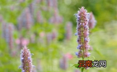 原来漫山遍野的夏枯草为什么现在很难找到