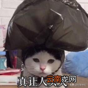 散布谣言的处罚及刑事立案标准 网上散布不实言论的处罚依据