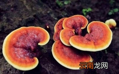 如何恢复提高免疫力