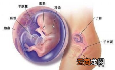 怀孕后需要检查哪些项目
