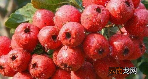 山楂枸杞红枣能一起泡水喝吗
