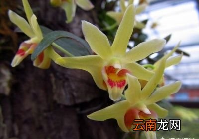 为什么在五月份采收石斛花