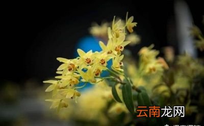 为什么在五月份采收石斛花