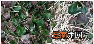 为什么肾上线不让肾友吃鱼腥草