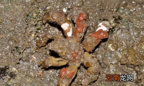 螃蟹冷藏三天可以吃吗