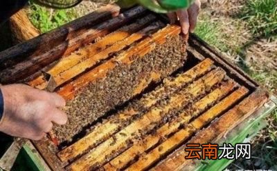 刚收的蜂群几天检查一次