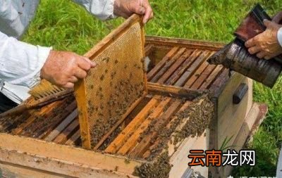 刚收的蜂群几天检查一次