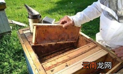 刚收的蜂群几天检查一次