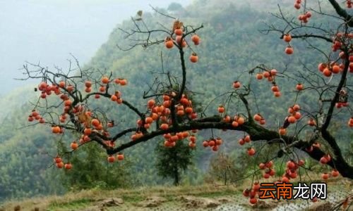 吃柿子长结石是真的吗