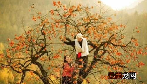 吃柿子长结石是真的吗