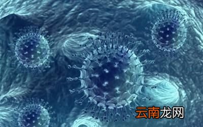 什么是诺如病毒呢