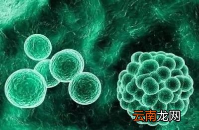 →病毒感染如何影响我们的健康