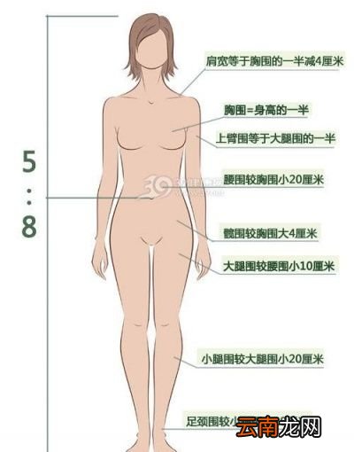 多围度看身材比例