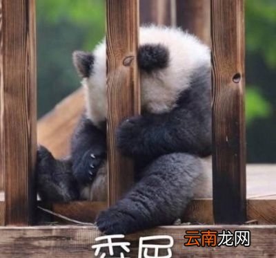 一瓶美白精华用半年活该你还是黑的