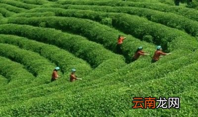 高血压适合喝哪种茶
