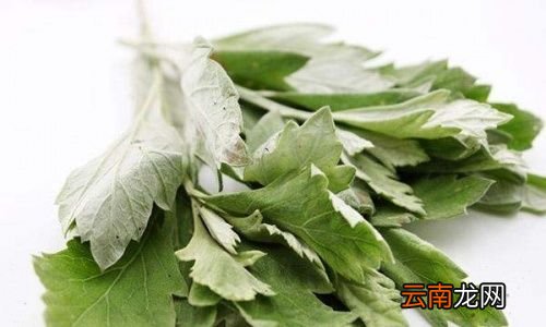 用艾叶泡脚会治脚气吗