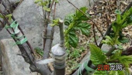 板栗嫁接什么时间最好