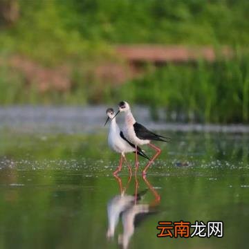 人生风景在游走 每当孤独我回首
