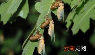 什么是生殖隔离