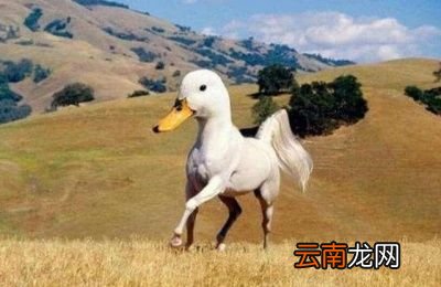 什么是生殖隔离