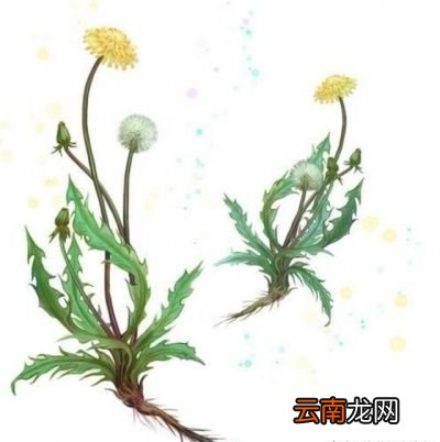 蒲公英能降尿酸吗