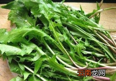 蒲公英能降尿酸吗