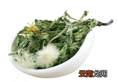 蒲公英还有通乳的作用