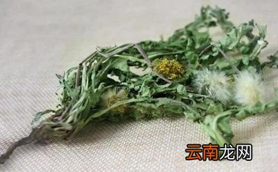 蒲公英还有通乳的作用