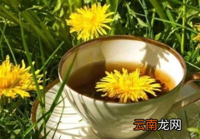 蒲公英泡水能降血糖吗
