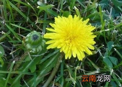 蒲公英泡水能降血糖吗