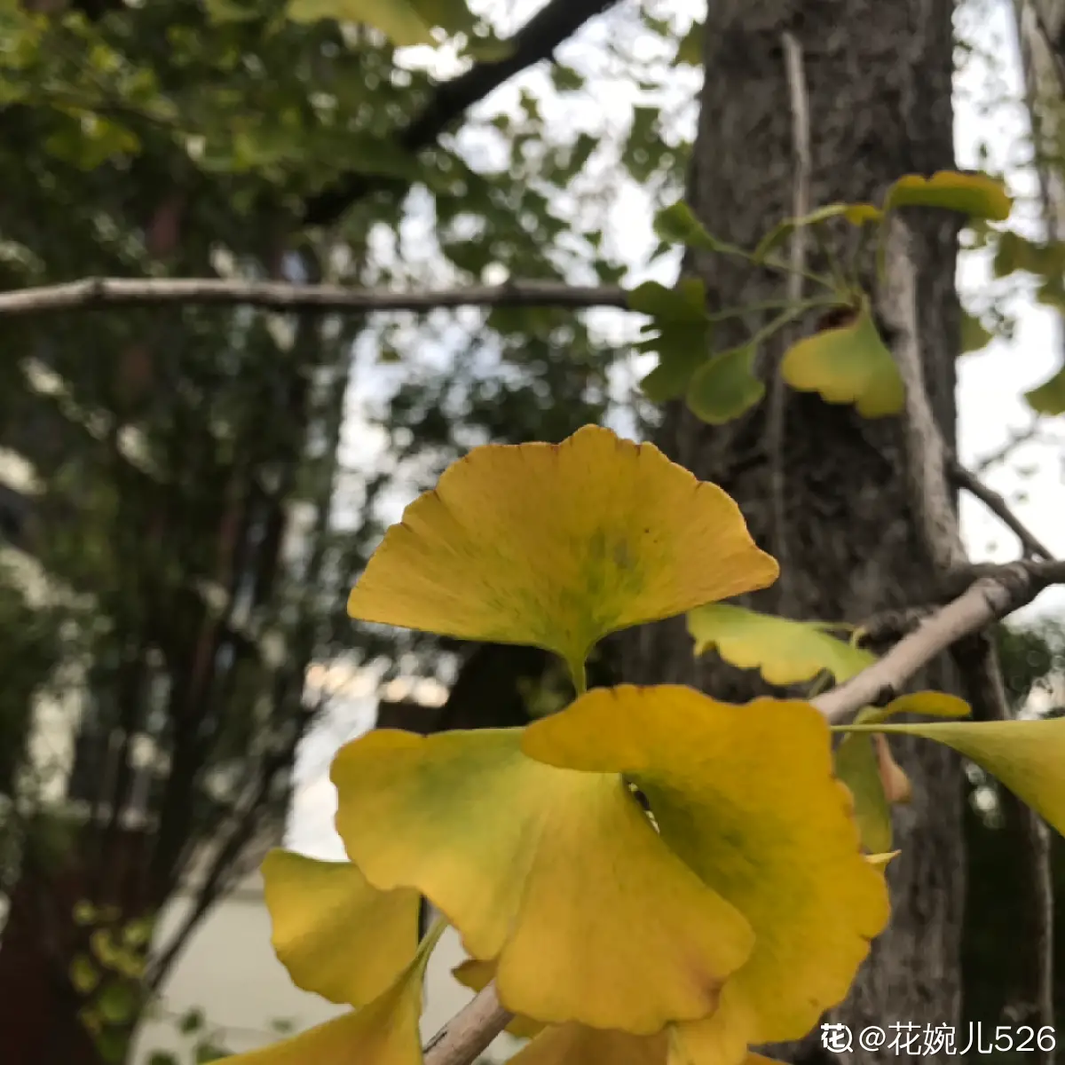 秋天的花有哪些 秋天开的6种金黄色的花
