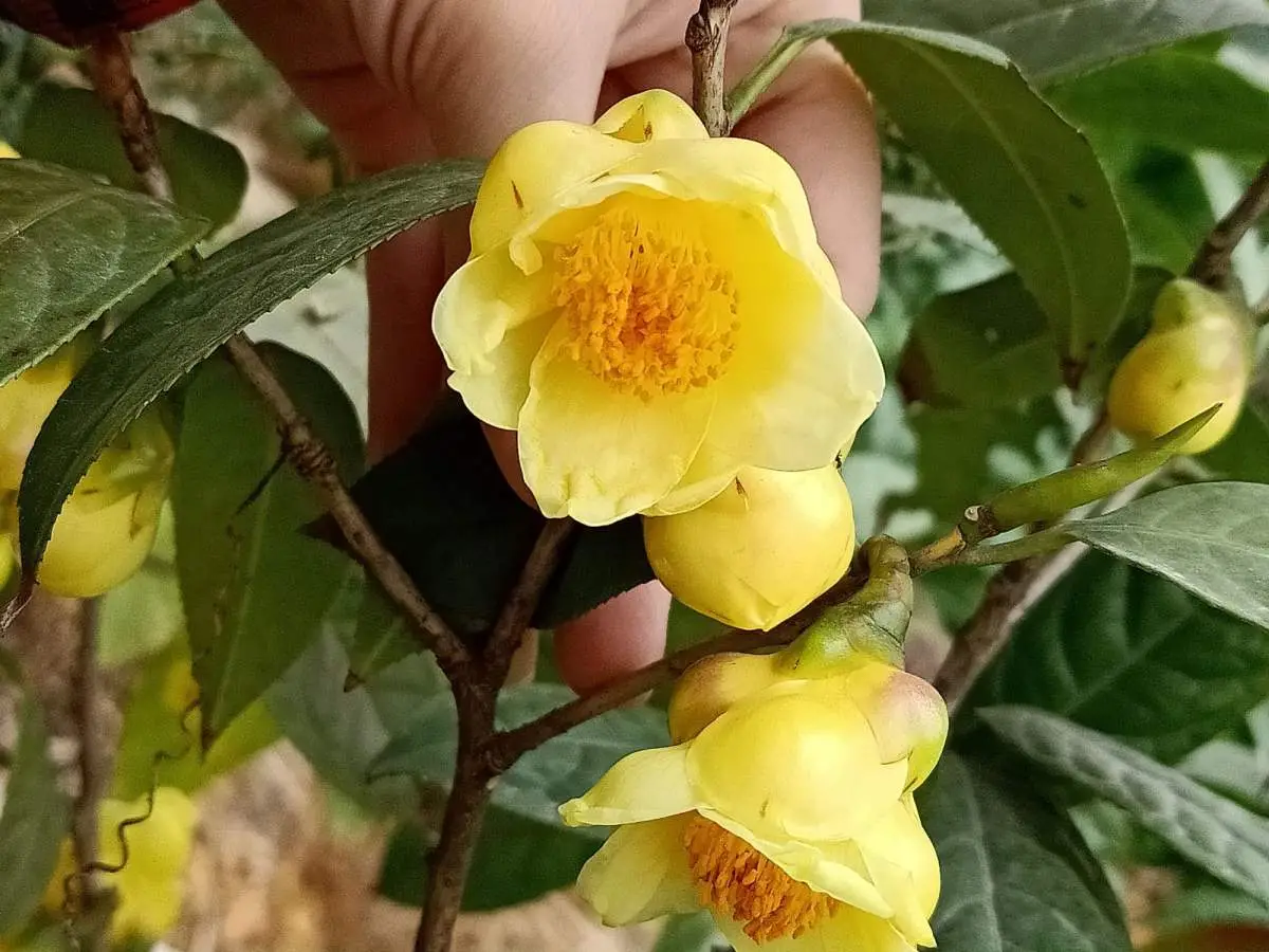 秋天的花有哪些 秋天开的6种金黄色的花