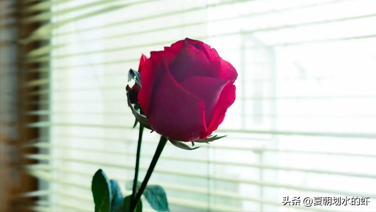 爱上一个人要多久 喜欢上一个人需要多久时间